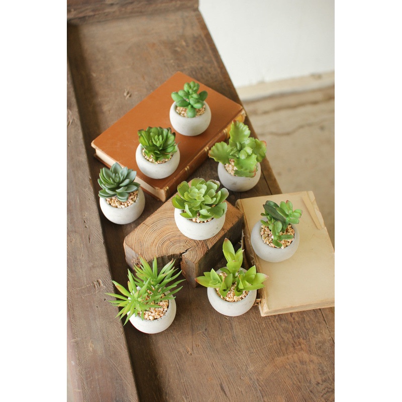 Set Of Eight Small Succulents With Round Cement Pot (Min 2) By Kalalou
