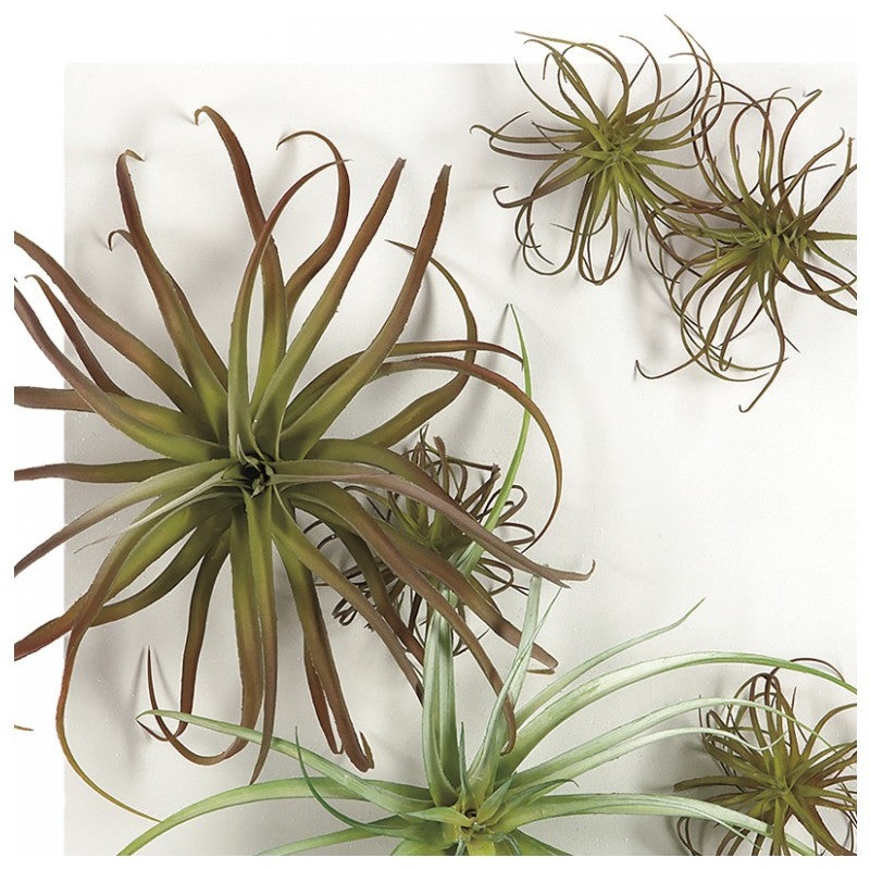 Gold Leaf Design Group Tillandsia Mix On White Canvas