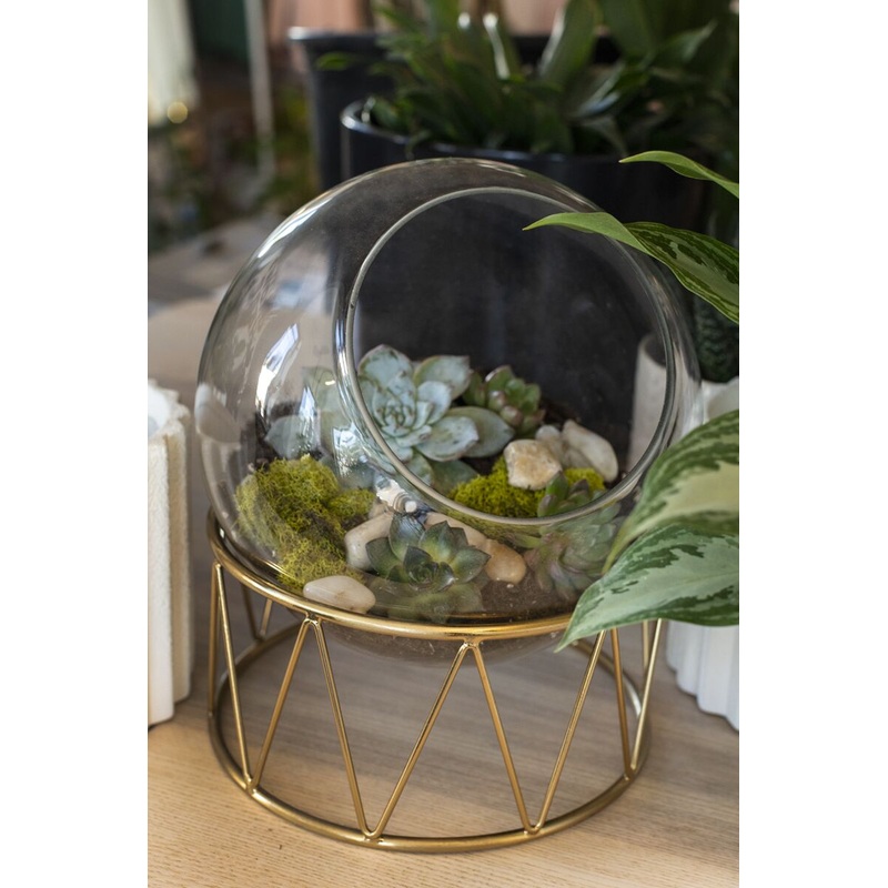Taro Terrarium 8.25"x 10" By Accent Decor